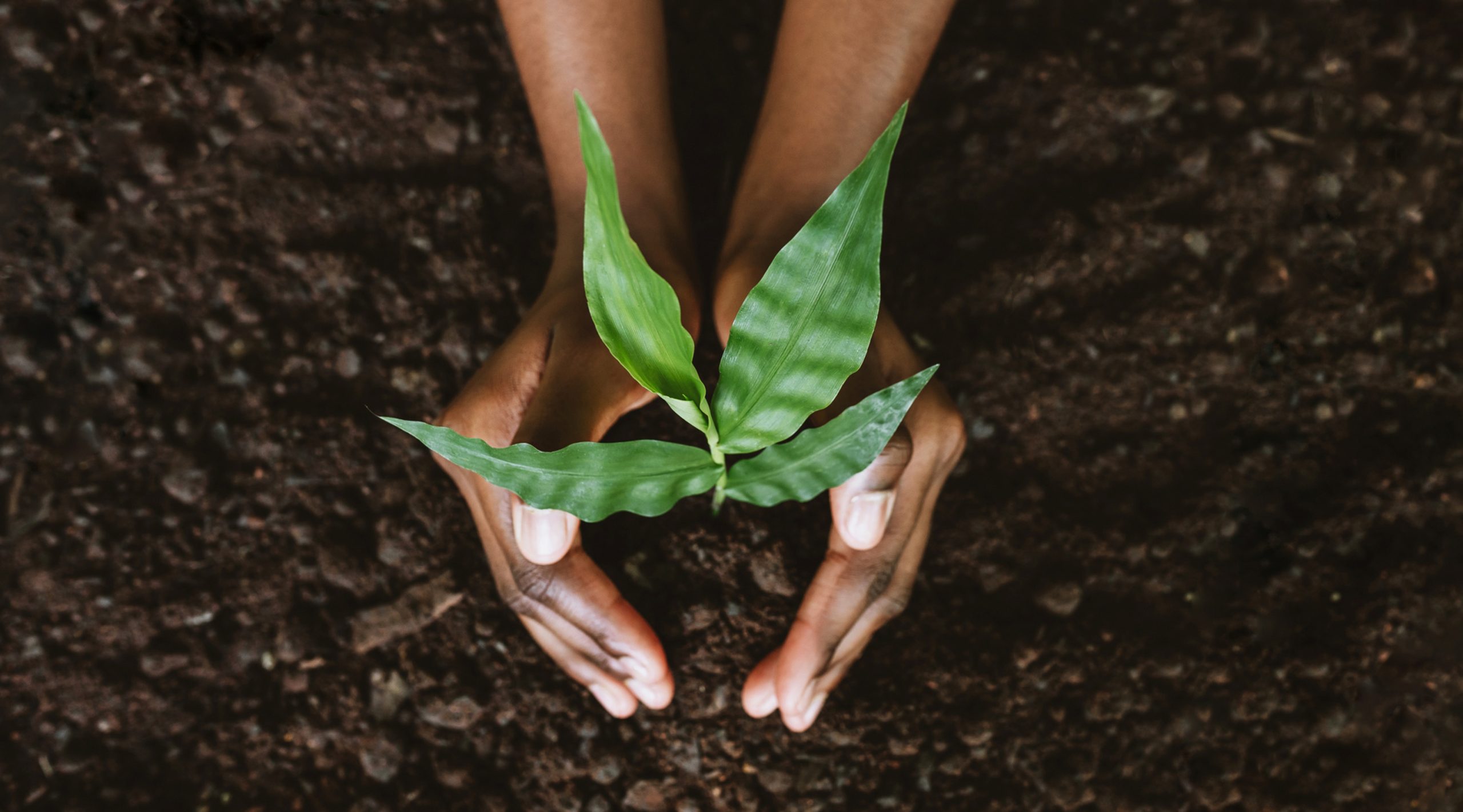Hands surrounding a four-leafed plant growing from soil