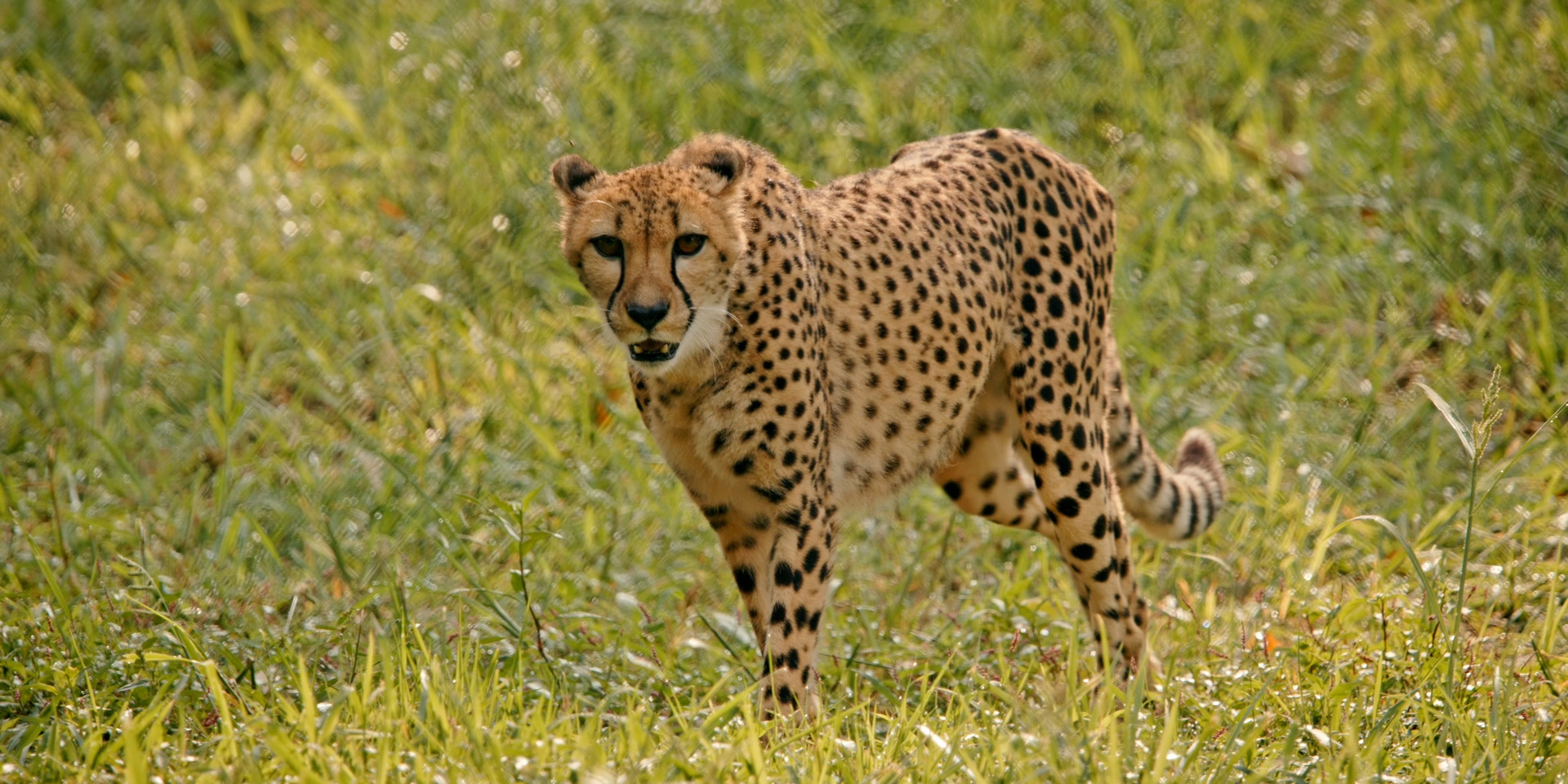 A cheetah in the grass